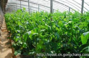 蔬菜大棚 高效種植與市場機(jī)遇的融合