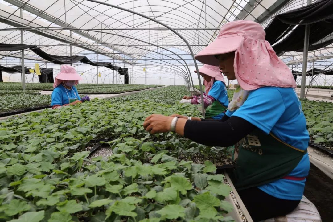 彌渡蔬菜種植的“逆襲”密碼 一斤小番茄30元，種苗走出國門背后的創(chuàng)新與遠(yuǎn)見