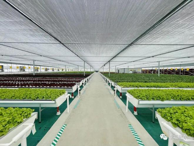 全省首批！肥東縣引領(lǐng)現(xiàn)代化蔬菜種植新篇章