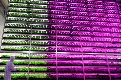 植物工廠 從中日荷實(shí)踐窺見未來農(nóng)業(yè)的綠色革命