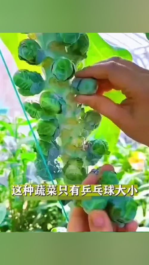這種甘藍(lán)你吃過(guò)嗎？——家庭種植優(yōu)質(zhì)農(nóng)產(chǎn)品的實(shí)用指南